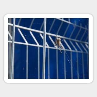 Spider In The Web On Metal Fence Magnet